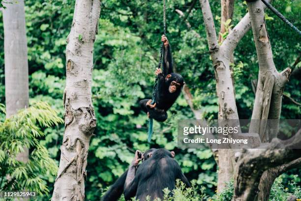 a group of chimpanzee play - 愛玩耍的 stock-fotos und bilder