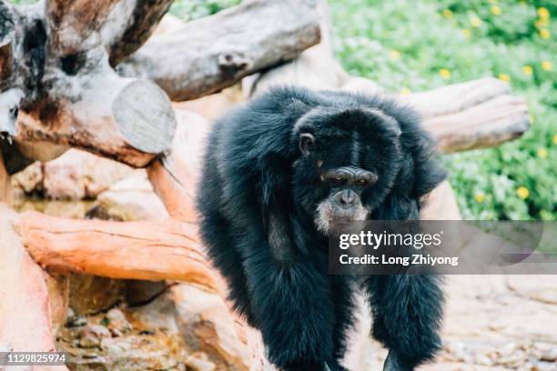 a male chimpanzee - 正面圖 stock-fotos und bilder