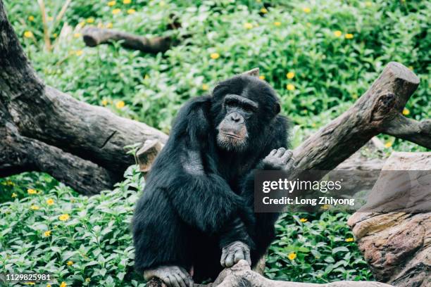 a male chimpanzee - 正面圖 stock pictures, royalty-free photos & images