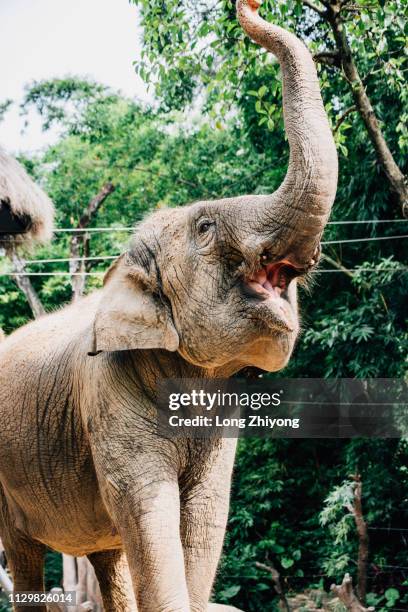 an elephant with a long nose - 長 stock pictures, royalty-free photos & images