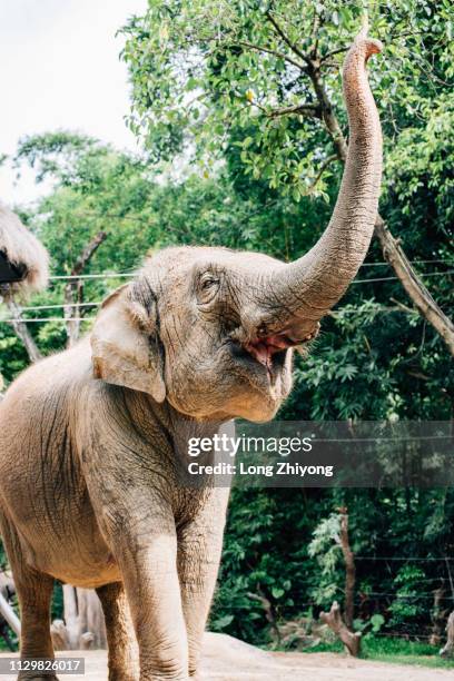 an elephant with a long nose - 長 stock pictures, royalty-free photos & images