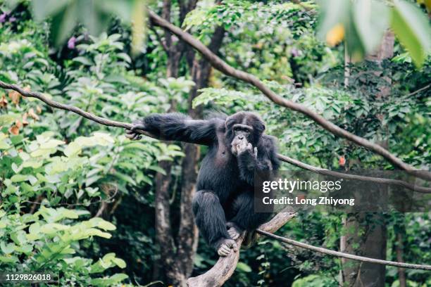 a male chimpanzee - 正面圖 stock-fotos und bilder