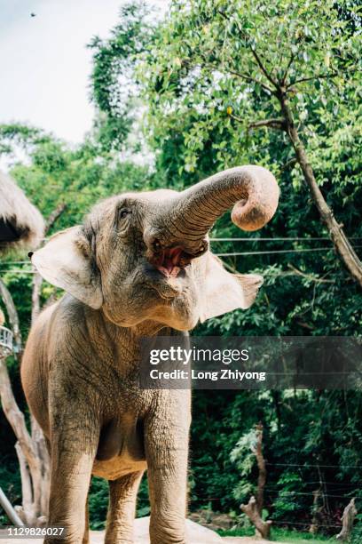 an elephant with a long nose - 長 stock-fotos und bilder