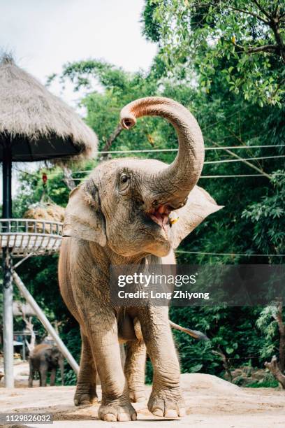 an elephant with a long nose - 長 stock-fotos und bilder