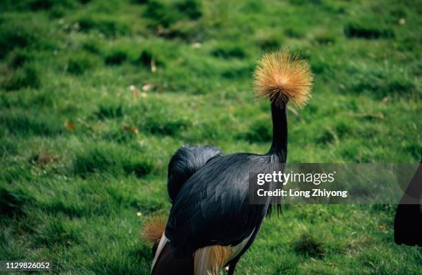 crowned crane - 畫像 stock pictures, royalty-free photos & images