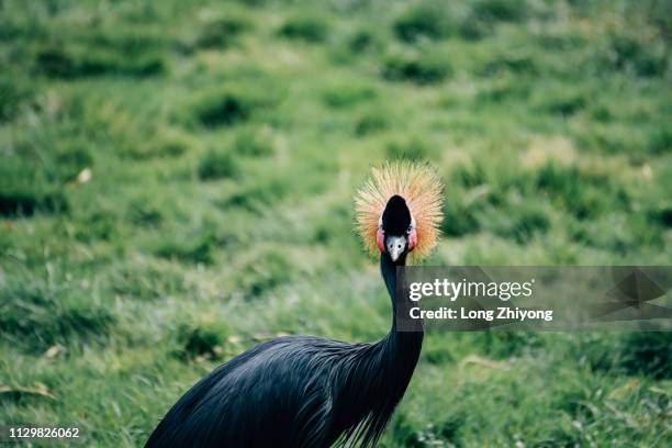 crowned crane - 畫像 stock pictures, royalty-free photos & images