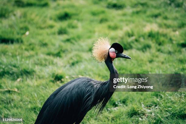 crowned crane - 畫像 stockfoto's en -beelden