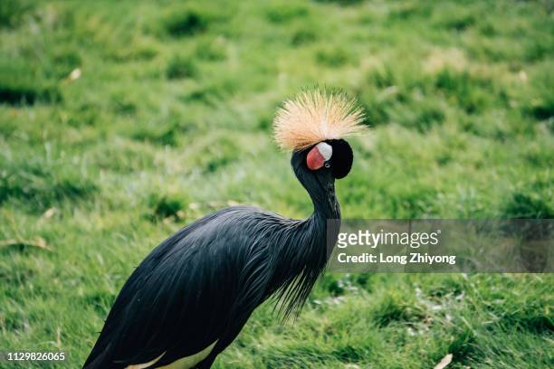 crowned crane - 畫像 stockfoto's en -beelden