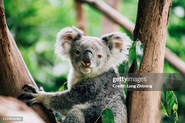 koala - 畫像 stockfoto's en -beelden
