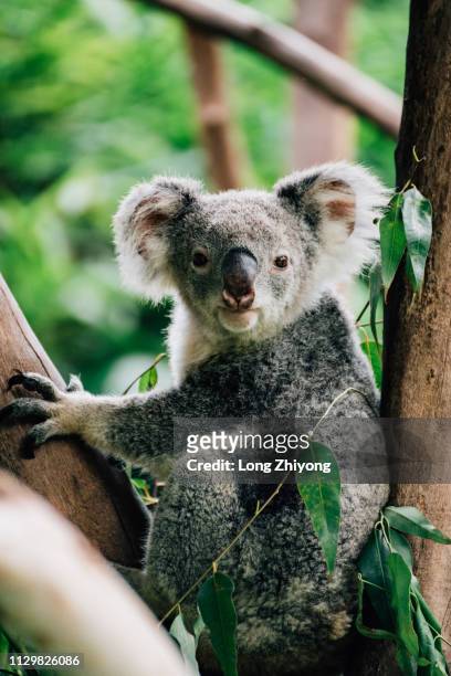 koala - 注視鏡頭 stock-fotos und bilder