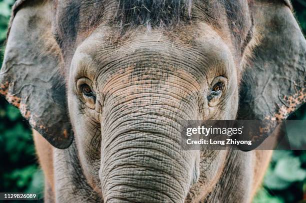 face of elephant - 畫像 stockfoto's en -beelden