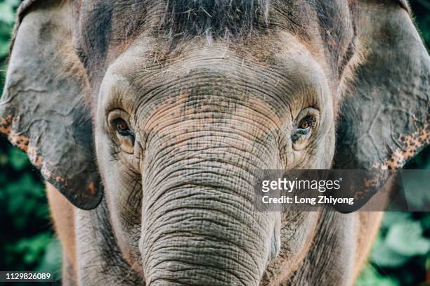 face of elephant - elephant eyes stock pictures, royalty-free photos & images