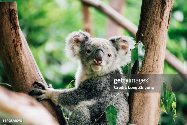 koala - 畫像 stock pictures, royalty-free photos & images