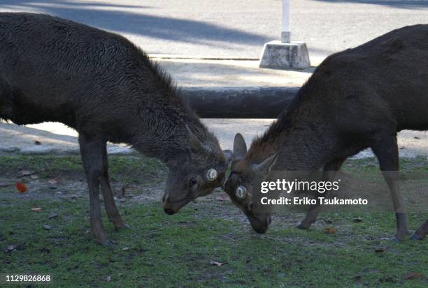 deers fighting - 対面 stockfoto's en -beelden