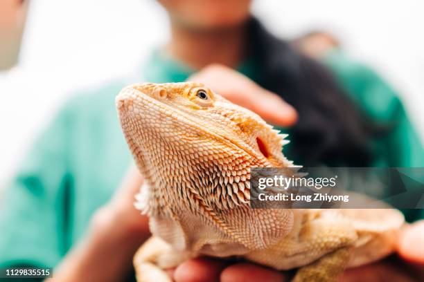 bearded dragon - 脊椎動物 stock pictures, royalty-free photos & images