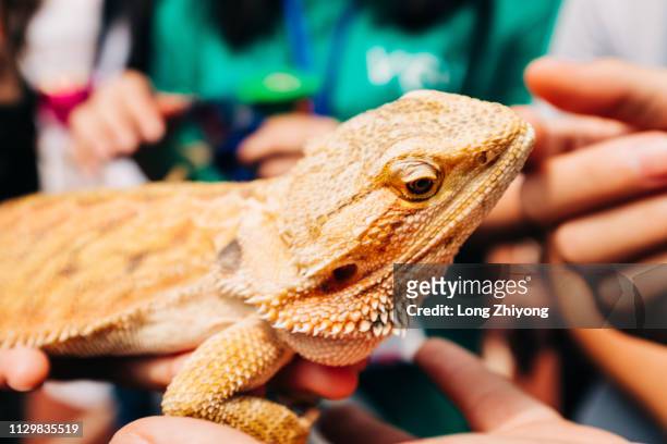 bearded dragon - 脊椎動物 stock pictures, royalty-free photos & images