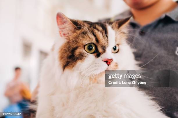 pet cat - 一起 stock pictures, royalty-free photos & images