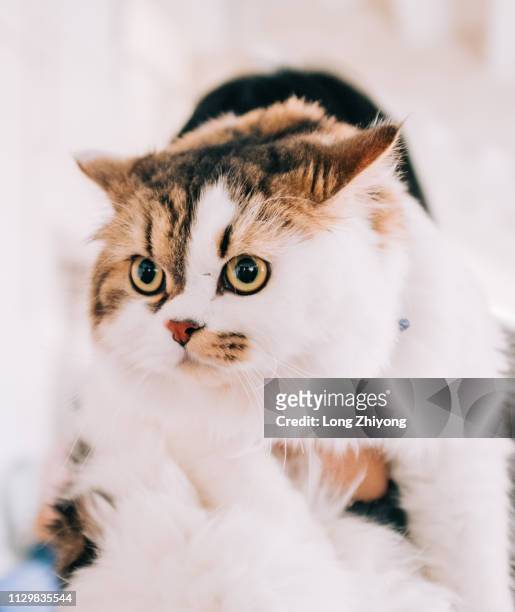 pet cat - 一起 stock pictures, royalty-free photos & images