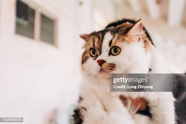 pet cat - 一起 imagens e fotografias de stock