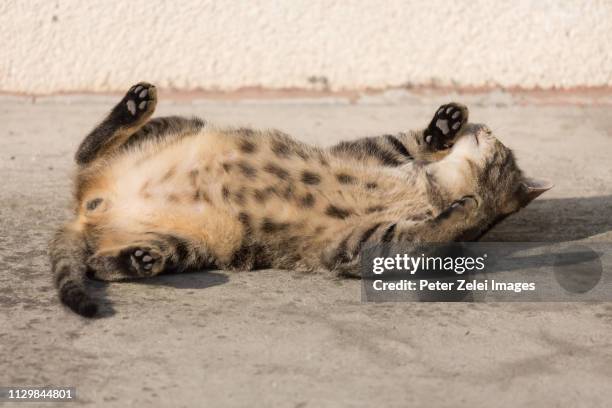 cat rolling about - animal abdomen fotografías e imágenes de stock