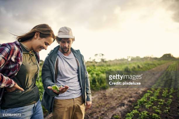 organische landwirtschaft, es geht um qualität und nicht quantität - farmer harvest stock-fotos und bilder