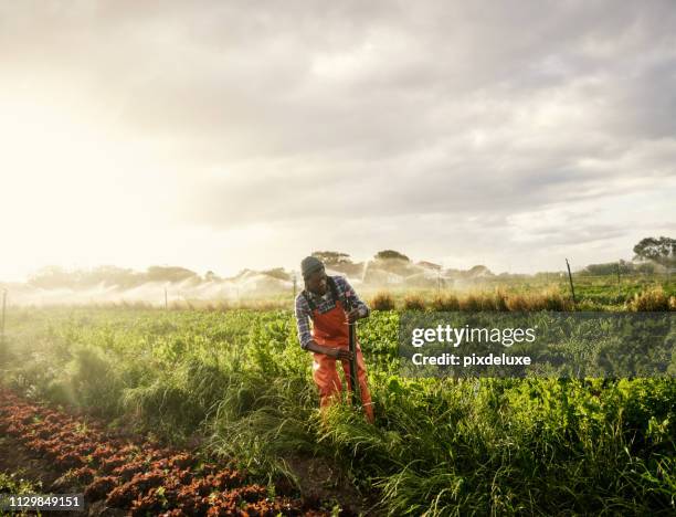 nothing but pure organic goodness - african ethnicity farmer stock pictures, royalty-free photos & images