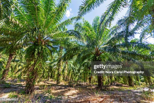 palm oil plantation in kudat sabah borneo - borneo rainforest stock pictures, royalty-free photos & images