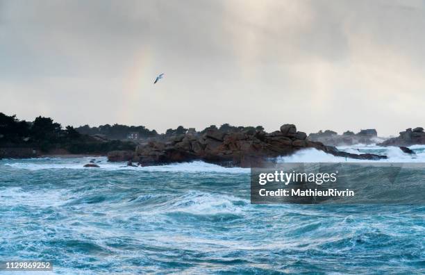 storm in ploumanach and the "cote de granite rose" - lumière vive stock-fotos und bilder