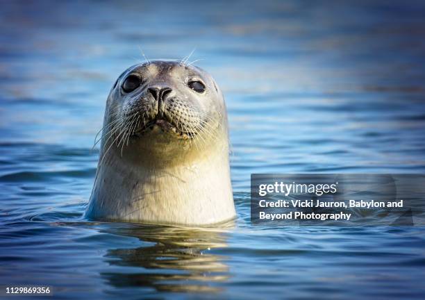 adorable harbor seal looking at camera at robert moses state park, long island - foca común fotografías e imágenes de stock