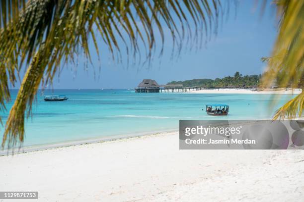 palm tree beach in tropical island - zanzibar 個照片及圖片檔