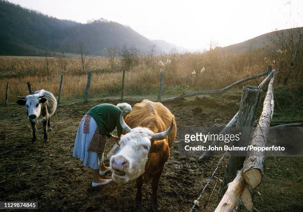 Woman milking a cow, Pike County, Kentucky, US, 1967.