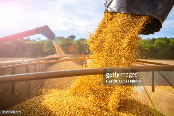 harvesting and storing soybean - soja fotografías e imágenes de stock