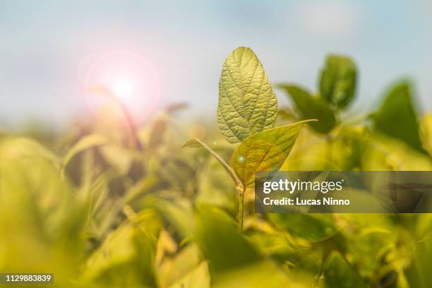 soybean plant inside a crop - soybean plant stock pictures, royalty-free photos & images