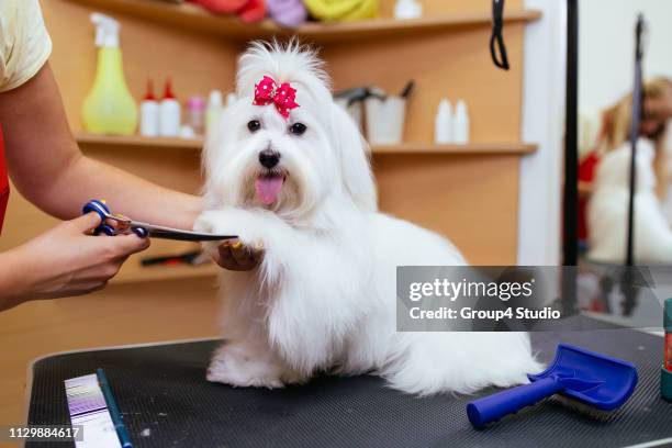 malteser hund wird gepflegt - badewanne mit obst stock-fotos und bilder