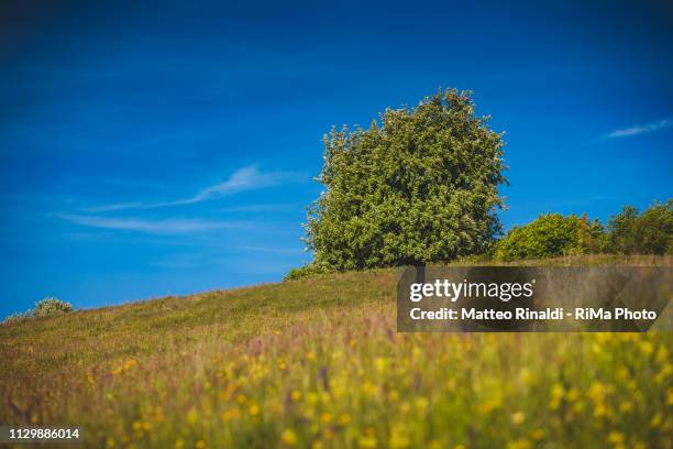 an alone tree dominate the top of the mountain - rilassamento 個照片及圖片檔