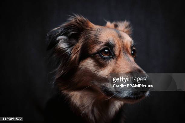 retrato de cachorro - cute pug - fotografias e filmes do acervo