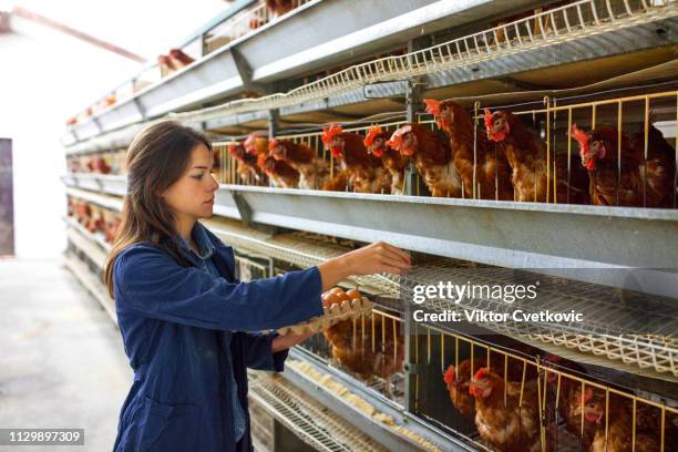 fresh eggs daily - farm worker woman stock pictures, royalty-free photos & images