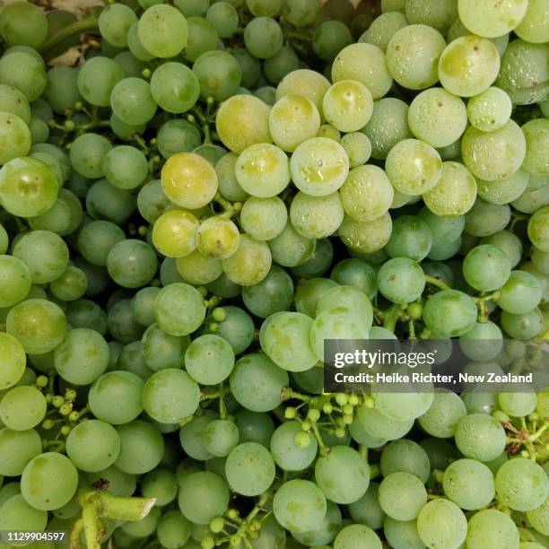 closeup shot of sauvignon blanc grape bunches - region marlborough neuseeland stock-fotos und bilder