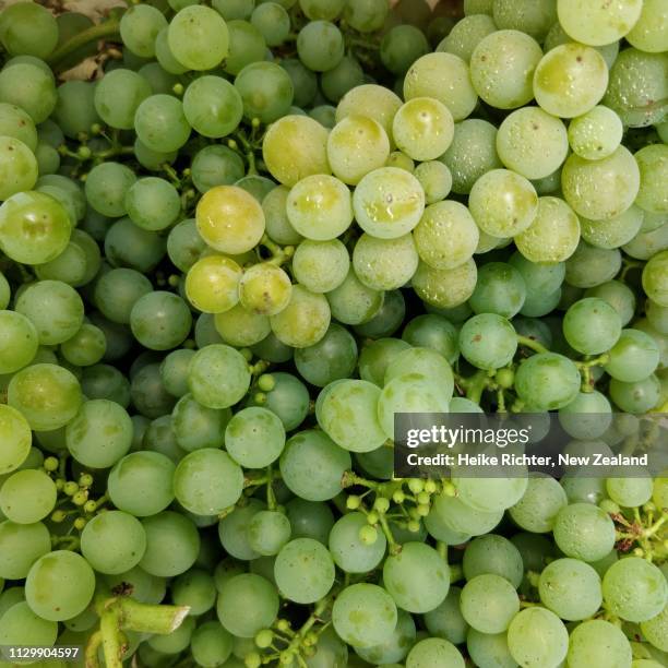 closeup shot of sauvignon blanc grape bunches - witte druif stockfoto's en -beelden