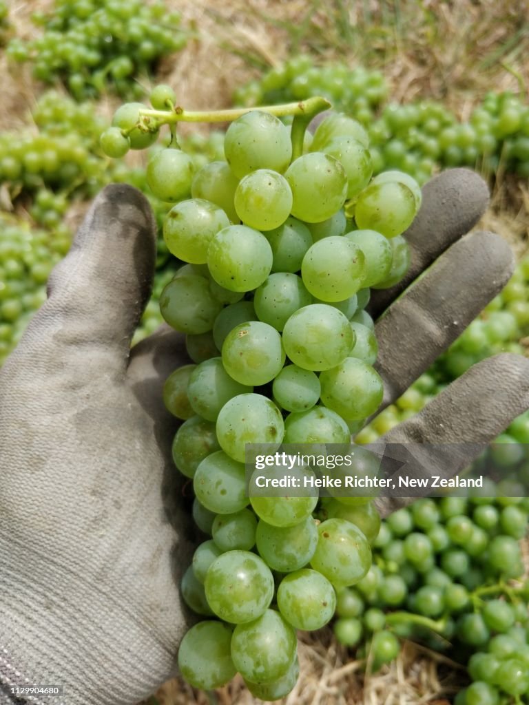 Closeup shot of Sauvignon Blanc grape bunches