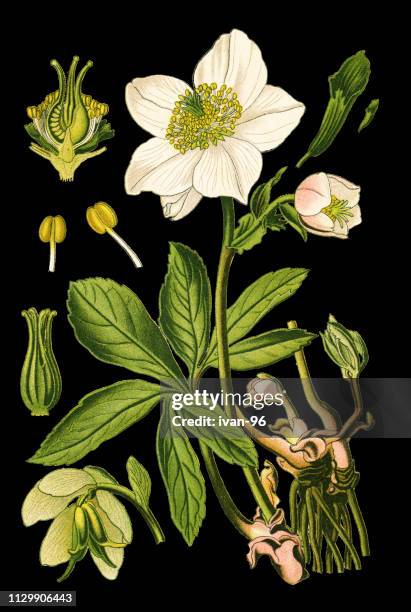 christmas rose, black hellebore - helleborus niger stock illustrations