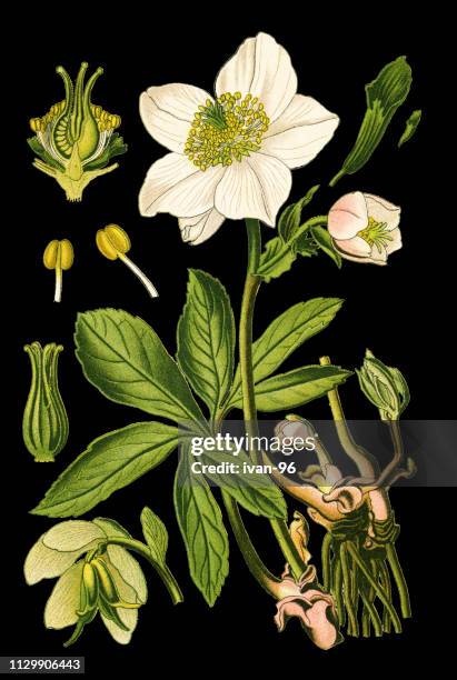 christmas rose, black hellebore - buttercup family stock illustrations