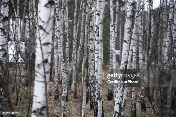 Birch trees are seen near an industrial area in Bydgoszcz, Poland on March 11, 2019.