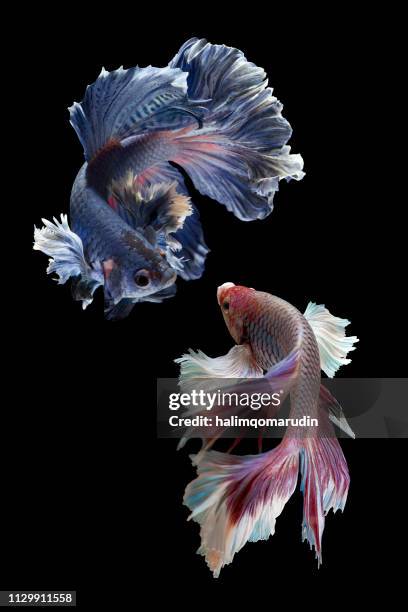 two betta fish - tropical fish stock pictures, royalty-free photos & images
