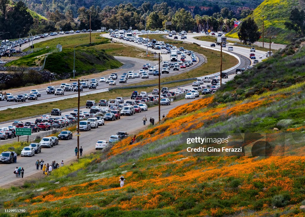 Super Bloom Of Poppies In California