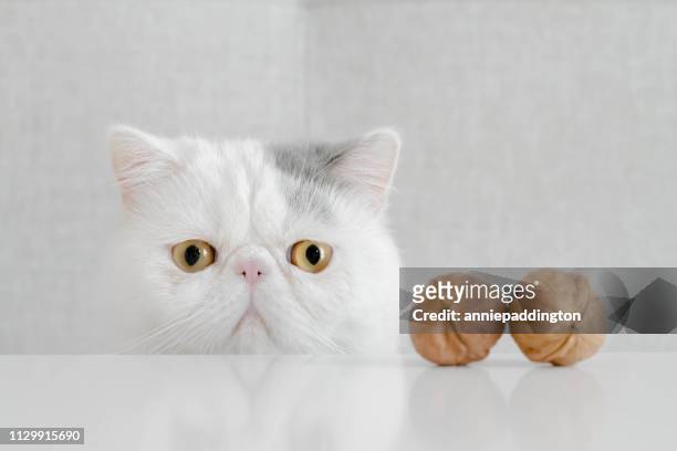 conceptual spay and neuter of an anxious exotic shorthair kitten - exotic shorthair cat stock-fotos und bilder