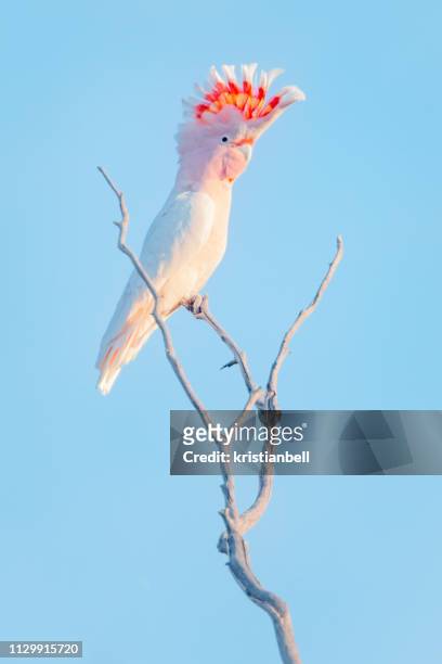 major mitchell's cockatoo (lophochroa leadbeateri) perched on a branch, australia - cockatoo stock pictures, royalty-free photos & images