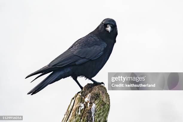 crow perched on a wooden post, british columbia, canada - uppflugen på en gren bildbanksfoton och bilder