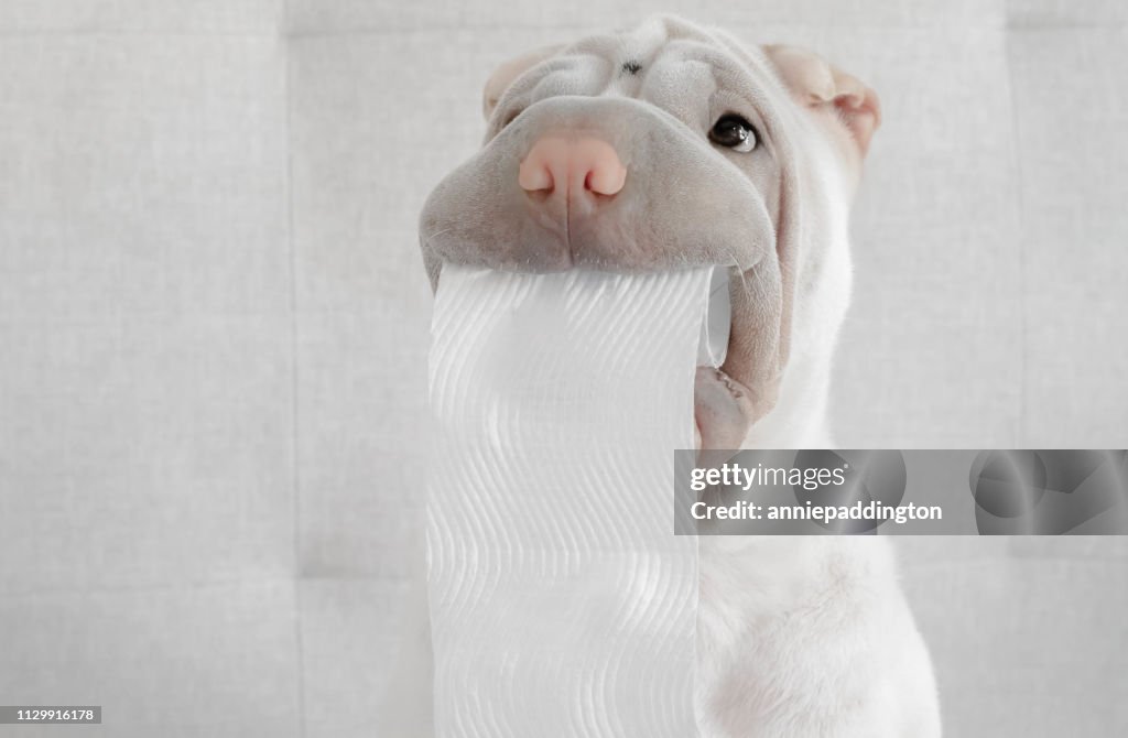 Shar-pei puppy dog holding toilet roll