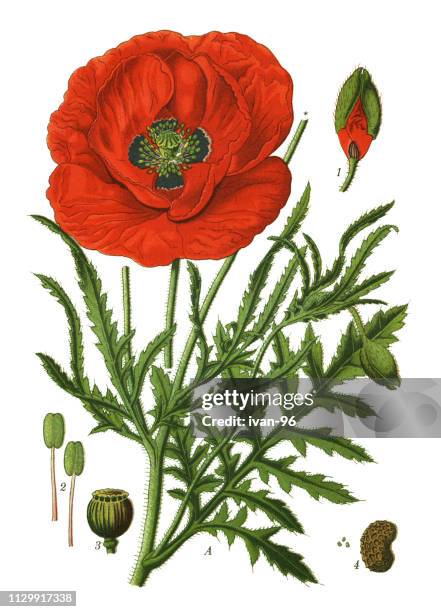 illustrations, cliparts, dessins animés et icônes de pavot commun, corn poppy, maïs rose, champ coquelicot, coquelicot, flandre, coquelicot, rouge - fleur de pavot